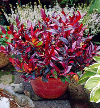 Traubenheide SCARLETTA (Zeblid) 20-30 cm, Cont. 2 l