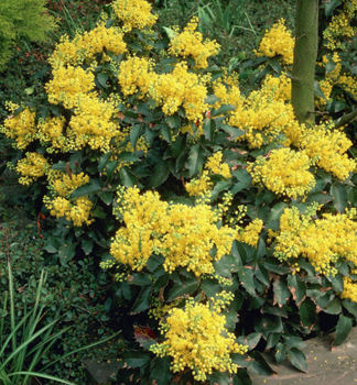 Mahonie 'APOLLO' 15-20 cm, Cont. 2,5 l
