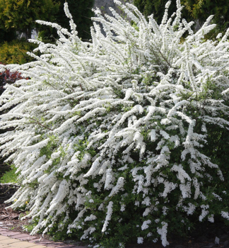 Weie Rispenspiere GREFSHEIM 20-30 cm, Cont. 1 l