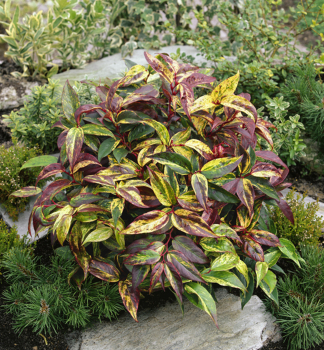 Traubenheide RAINBOW 40-50 cm, Cont. 2,5 l