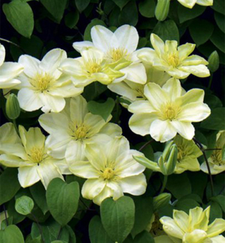 Clematis GUERSEY CREAM30-40 cm, Cont. 2 l, Pflanze mit Rankhilfen