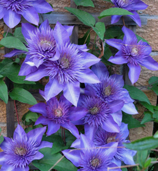 Clematis 'MULTI BLUE' 40-50 cm, Cont. 1,6 l, Pflanze mit Rankhilfen
