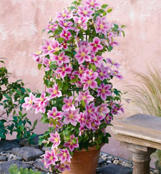 Clematis 'PIILU' 40-50 cm, Cont. 2 l, Pflanze mit Rankhilfen