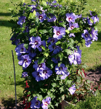 Straucheibischs BLUE BIRD 15-20 cm, Cont. 1 l