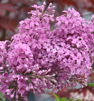 Chinesischer Flieder 'SAUGEANA' 30-40 cm, Cont. 2 l