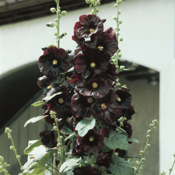 Obrzok (2)