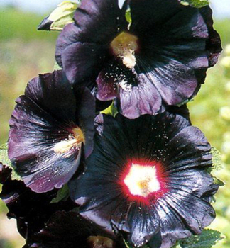 Gefllte Stockrose 'NIGRA', Cont. 1 l