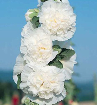 Gefllte Stockrose CHARTER'S DOUBLE WHITE, Cont. 1 l