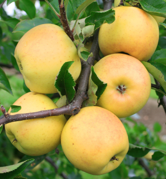 Apfelbaum HELIODOR Unterlage M26, wurzelnackt