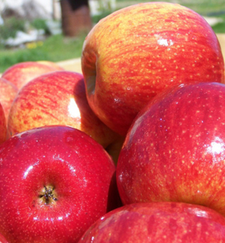Apfelbaum 'JONAGORED' unten M26, wurzelnackt