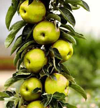 Sulenapfel BOLERO Unterlage M7, wurzelnackt