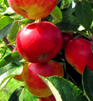 Sulenapfel FLAMENCO Unterlage M7, wurzelnackt