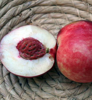 Nektarine �SUPERQUEEN� 120-140 cm, Unterlage Rakoniewiczka, Cont. 5 l