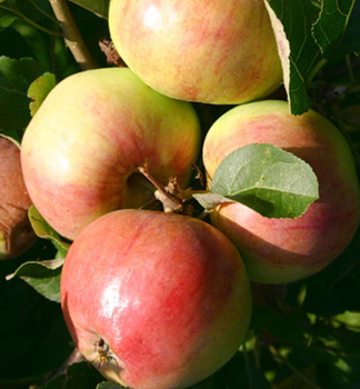 Sulenapfel POLKA Unterl. M7, wurzelnackt