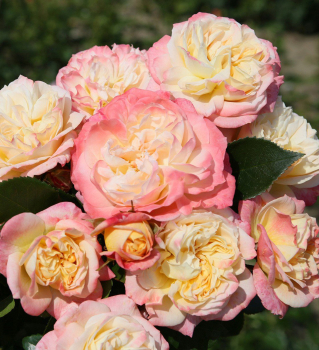 Buschrose CONCORDE ** Kordes 2018, Cont. 2 l
