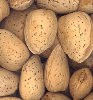 S��mandelbaum 'TEXAS' Unterlage S�mling, 140-150 cm, Cont. 6 l