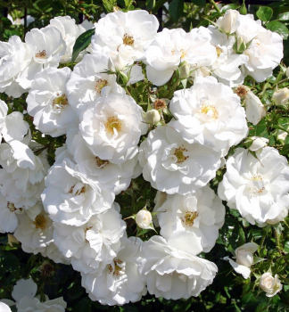 Bodendeckerrose 'ESCIMO' * ADR, Kordes 2006, Cont. 2 l