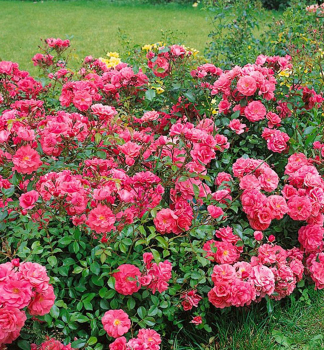 Rose 'BAD BIRNBACH' * ADR, Kordes 1999, Cont. 2 l