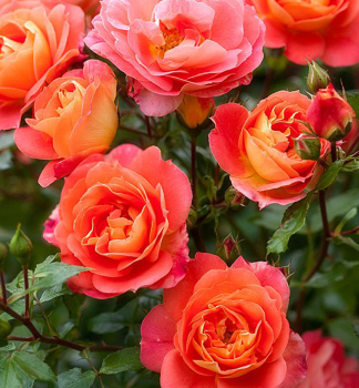 Rose GEBRDER GRIMM ** ADR, Kordes 2002, Cont. 2 l