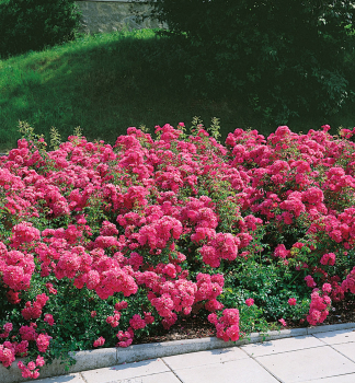 Bodendeckerrose KNIRPS* ADR, Kordes 1997, Cont. 2 l