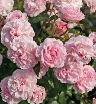 Bodendeckerrose �LARISSA�� * ADR, Kordes 2008, Cont. 2 l