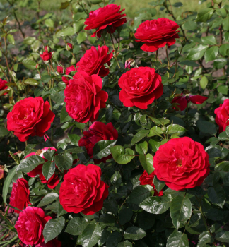 Rose BORDEAUX *** Kordes 2014, Cont. 2 l