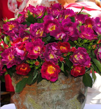 Stammrose �WEG DER SINNE�� * ADR, Kordes 2013, auf Stamm 80 cm, Cont. 5 l