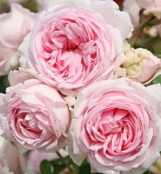 Groblumige Gartenrose 'WELLENSPIEL' ** Kordes 2016, Cont. 2 l