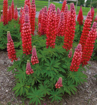 Lupine �GALLERY RED� Cont. 1 l