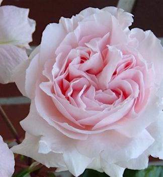 Duftende Rose CONSTANZE MOZART ***** Kordes 2012, Cont. 2 l