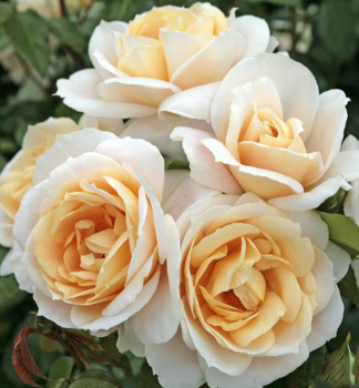 Rose LIONS-ROSE ** ADR, Kordes 2002, Cont. 2 l