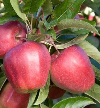 Apfel 'GLOSTER' Unterlage M9, wurzelnackt