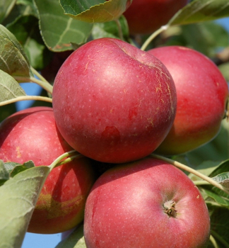 Apfel MELROSE Unterl. MM106, 180-200 cm, Cont. 5 l