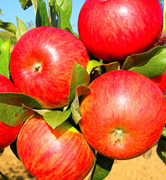 Apfel TOPAZ Unterlage MM106, wurzelnackt
