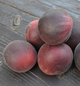 Pflaumen-Aprikosenbaum 'MELITOPOLSKI' Plumcot, Unterlage Gr�ne Reneklode, 110-130 cm, Cont. 10 l