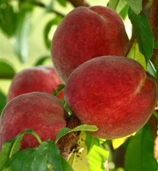 Pfirsich DIXIRED Unterlage Rakoniewiczka, wurzelnackt