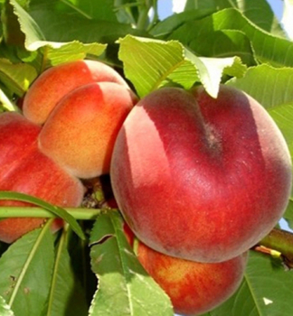 Pfirsich SPRINGCREST Unterlage GF677, wurzelnackt