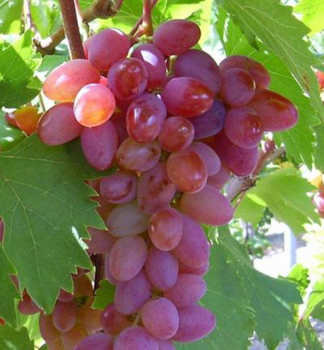Kernlose Tafeltraube JUPITER, Wurzelballen