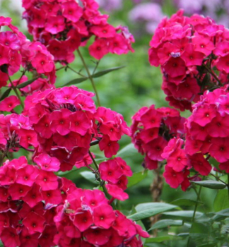 Flammenblume TENOR Cont. 0,5 l