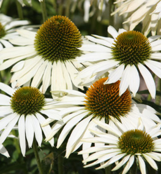 Sonnenhut (Echinacea) �WHITE SWAN� Cont. 0,5 l
