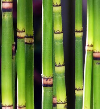 Japanischer Schachtelhalm, Cont. 0,5 l