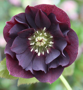 Nieswurz DOUBLE ELLEN PURPLE , Cont. 1 l