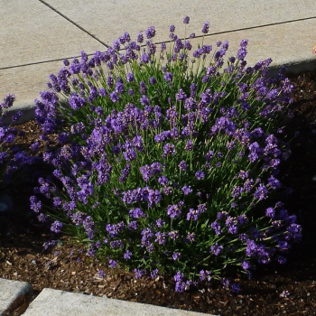 Obrzok (3)