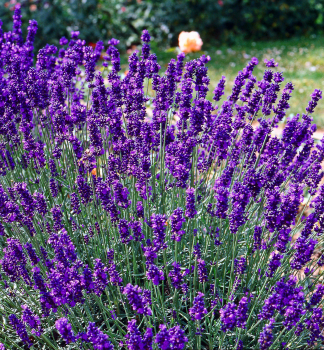 Lavendel 'DWARF BLUE' Cont. 0,5 l