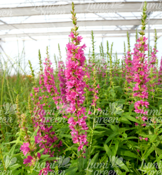 Obr�zok (9)