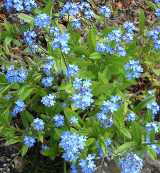 Sumpf-Vergissmeinnicht, Cont. 0,5 l