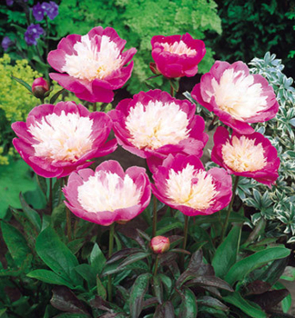 Pfingstrose BOWL OF BEAUTY Cont.1 l