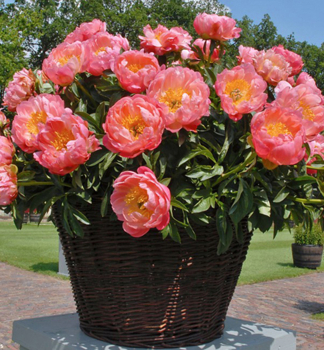 Pfingstrose 'CORAL CHARM' Cont. 1,5 l