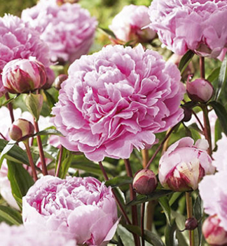Pfingstrose SARAH BERNHARDT Cont. 1 l