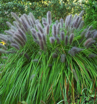 Lampenputzergras �MOUDRY�, Cont. 2 l